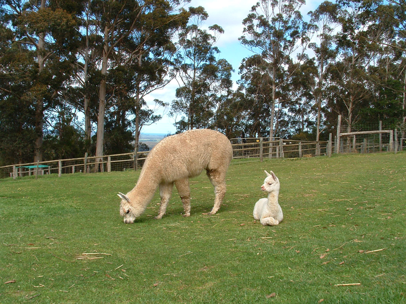 things to do in denmark - pentland alpaca farm